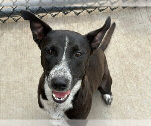 Mutt Dogs for adoption in Tulsa, OK, USA