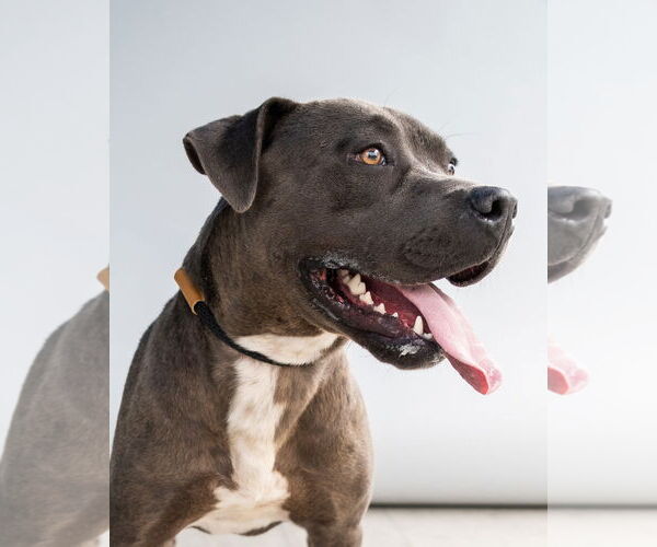 Medium Photo #2 American Pit Bull Terrier-Unknown Mix Puppy For Sale in Pasadena, CA, USA