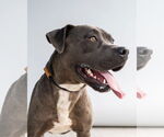 Small #1 American Pit Bull Terrier Mix