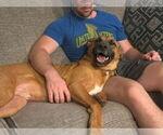 Small #5 German Shepherd Dog Mix