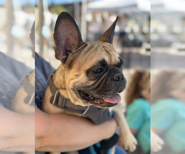 Medium Photo #3 French Bulldog Puppy For Sale in San Diego, CA, USA