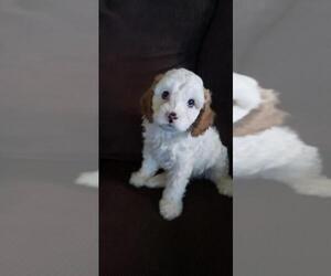 Cavapoo Puppy for sale in WALKER LAKE, NV, USA