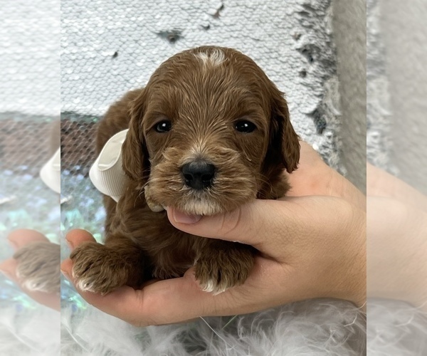 Medium Photo #4 Goldendoodle (Miniature) Puppy For Sale in BULLARD, TX, USA
