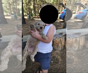 Goldendoodle-Poodle (Standard) Mix Dog for Adoption in SACRAMENTO, California USA
