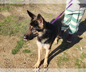 Karma - Female German Shepherd Dog Dog for Adoption - Photo #5