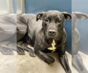 Mutt Dogs for adoption in Chandler, AZ, USA
