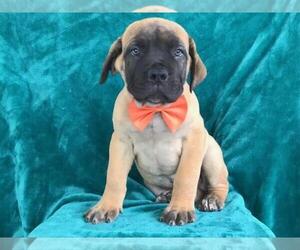 Boerboel Puppy for sale in CHRISTIANA, PA, USA
