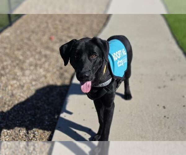 Medium Photo #1 Labrador Retriever-Unknown Mix Puppy For Sale in Corpus Christi, TX, USA
