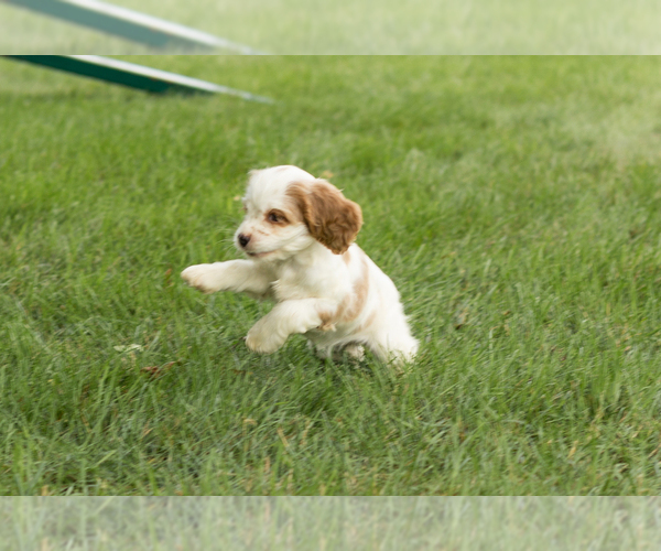 Medium Photo #5 Cocker Spaniel Puppy For Sale in NAPPANEE, IN, USA