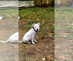 Small Staffordshire Bull Terrier Mix