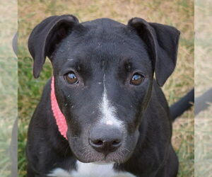 American Staffordshire Terrier-Bull Terrier Mix Dogs for adoption in Huntley, IL, USA