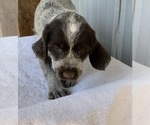 Puppy 0 Wirehaired Pointing Griffon