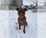 Small #6 American Pit Bull Terrier-Staffordshire Bull Terrier Mix