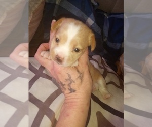 Chiweenie Puppy for sale in ARAB, AL, USA