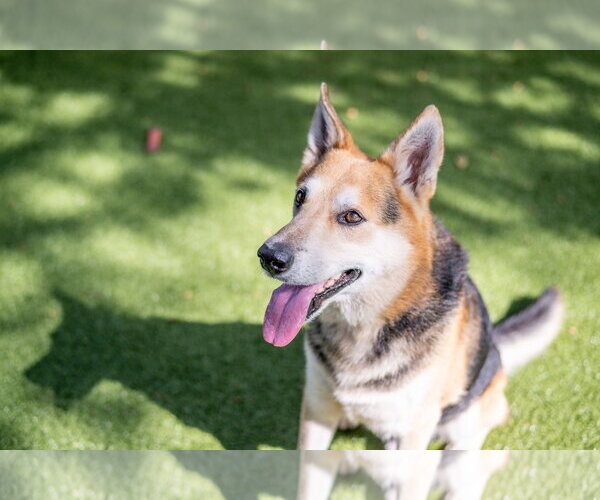 Medium Photo #4 German Shepherd Dog-Unknown Mix Puppy For Sale in Hilton Head, SC, USA