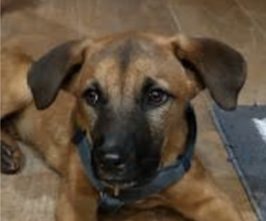 Mastiff-Unknown Mix Dogs for adoption in San Ramon, CA, USA