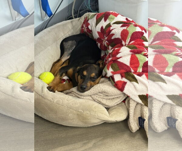 Medium Photo #2 Doxle Puppy For Sale in Plainfield, IL, USA