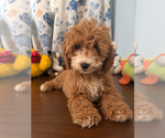 Havapoo puppies - Male Havapoo Puppy for Sale - Photo #31