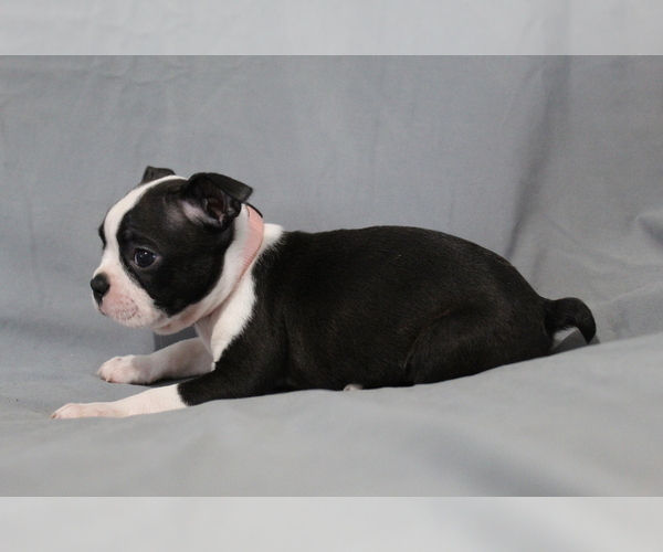 Medium Photo #6 Boston Terrier Puppy For Sale in BROOKSVILLE, FL, USA