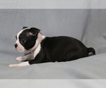 Small #5 Boston Terrier