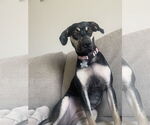 Small #2 Catahoula Leopard Dog Mix