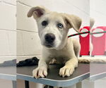 Small Great Pyrenees-Huskies Mix