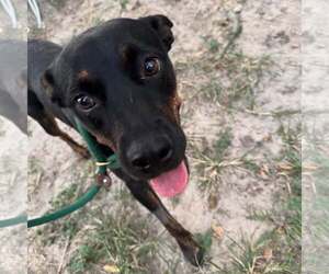 Mutt Dogs for adoption in Houston, TX, USA