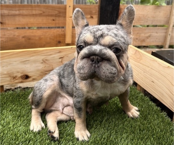 Medium Photo #1 French Bulldog Puppy For Sale in EWA BEACH, HI, USA