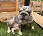 Small Photo #1 French Bulldog Puppy For Sale in EWA BEACH, HI, USA