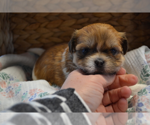 Medium Photo #4 Mal-Shi Puppy For Sale in GREENWOOD, WI, USA