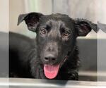 Small #6 Labrador Retriever Mix