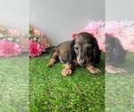 Small #5 Dachshund