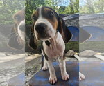 Small Photo #3 Coonhound-Unknown Mix Puppy For Sale in Tracy City, TN, USA