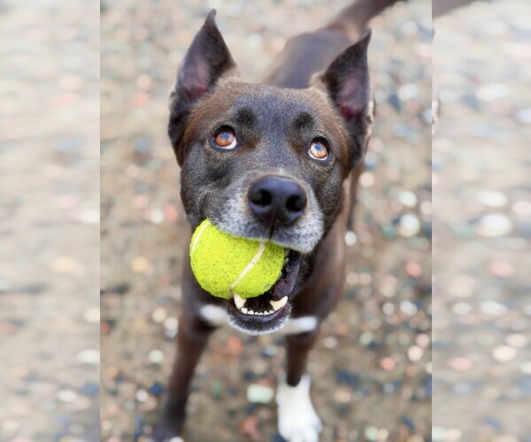 Medium Photo #6 Siberian Husky-Unknown Mix Puppy For Sale in West Cornwall, CT, USA