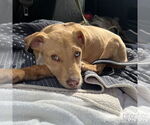 Small #2 Labrador Retriever-Retriever  Mix