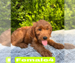 Small #9 Goldendoodle (Miniature)