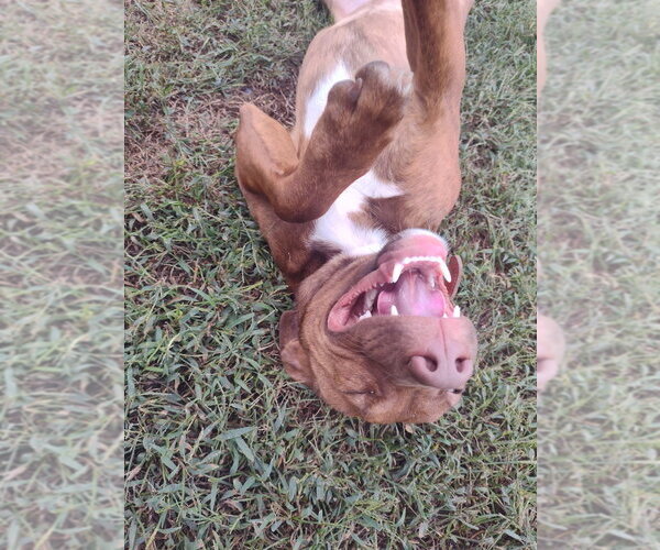 Medium Photo #2 Mutt Puppy For Sale in Claremore, OK, USA