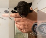Puppy 6 Australian Cattle Dog-Labrador Retriever Mix