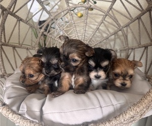 Maltipoo Puppy for sale in SANTA MARIA, CA, USA