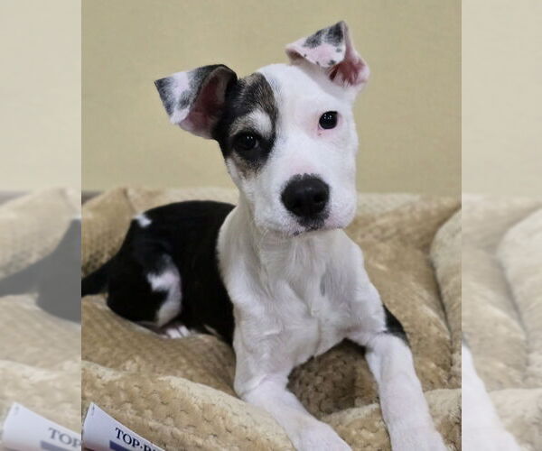 Medium Photo #4 Mutt Puppy For Sale in Lakewood, CO, USA