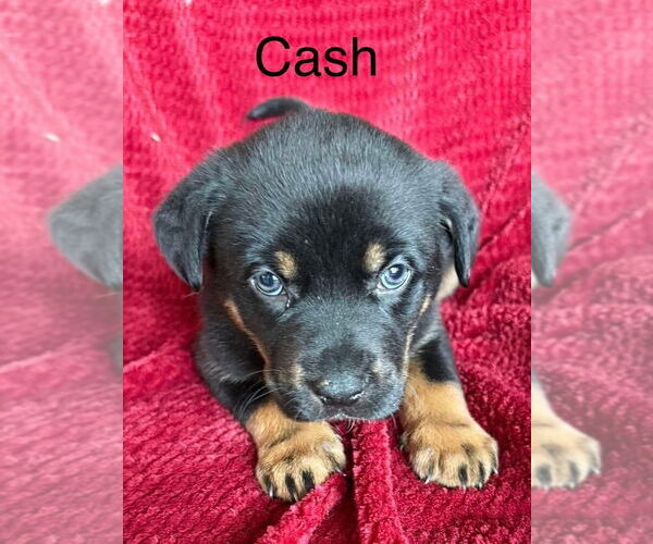 Medium Photo #1 Labrador Retriever-Unknown Mix Puppy For Sale in Aurora, IN, USA