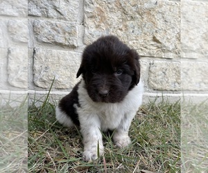 Newfoundland Puppy for sale in FAIR OAKS, TX, USA