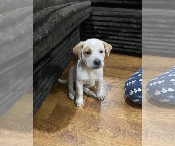 Medium Photo #1 Mutt Puppy For Sale in The Woodlands, TX, USA