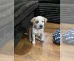 Small Mutt