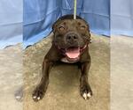 KIMBERLY - Female Mutt Dog for Adoption - Small photo