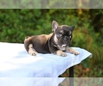Small Photo #11 French Bulldog Puppy For Sale in DECATUR, GA, USA