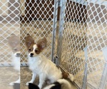 Small #4 Papillon