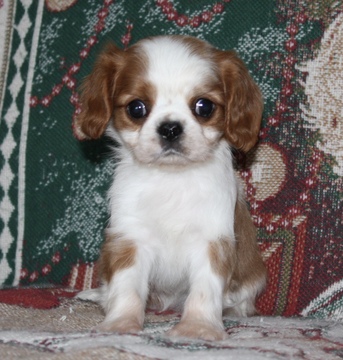 Medium Photo #1 Cavalier King Charles Spaniel Puppy For Sale in HOUGHTON, IA, USA