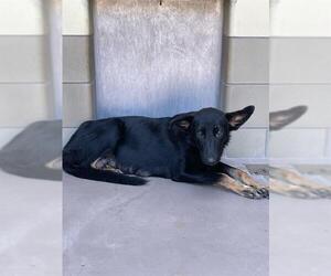 German Shepherd Dog-Unknown Mix Dogs for adoption in Riverside, CA, USA