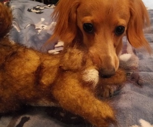 Medium Dachshund